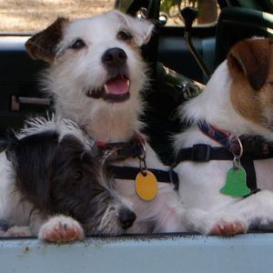 Meet your Posher, Shirley